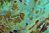 Petrified Colla Wood With Chrysocolla & Malachite - Turkey #129072-1